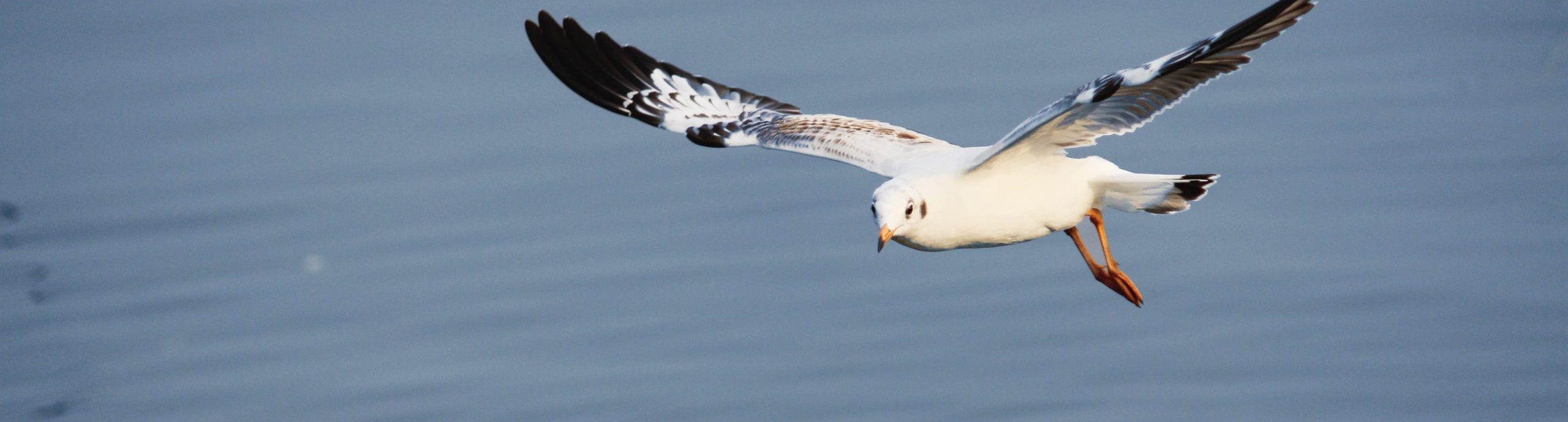 Systemische Erziehungsberatung und Elterncoaching